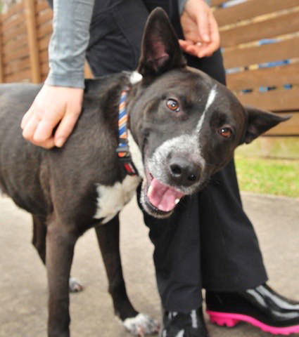 Clyde, an adoptable Cattle Dog, Shepherd in Houston, TX, 77019 | Photo Image 1