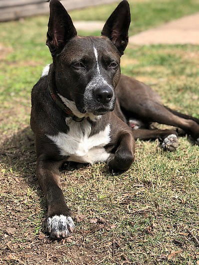 Clyde, an adoptable Cattle Dog, Shepherd in Houston, TX, 77019 | Photo Image 3