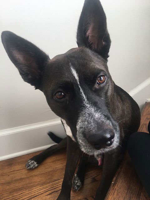 Clyde, an adoptable Cattle Dog, Shepherd in Houston, TX, 77019 | Photo Image 3