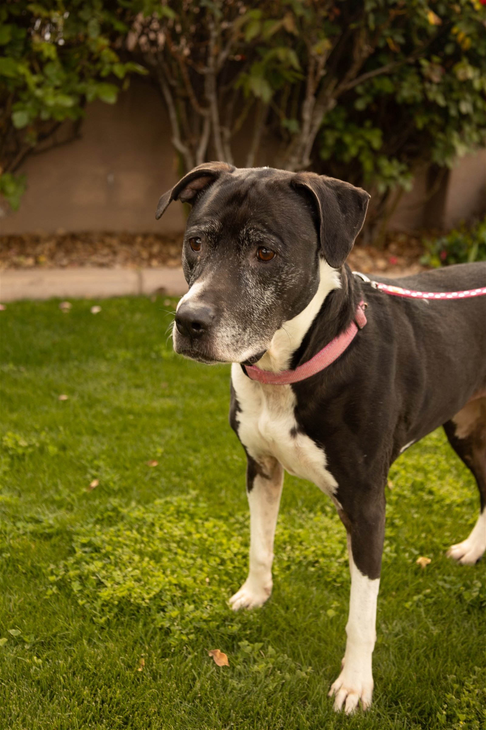 ANNABELLE "Annie", an adoptable Boxer, Pit Bull Terrier in Chandler, AZ, 85249 | Photo Image 1