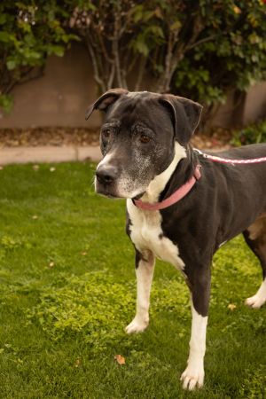 ANNABELLE &#34;Annie&#34;, Senior Female Boxer