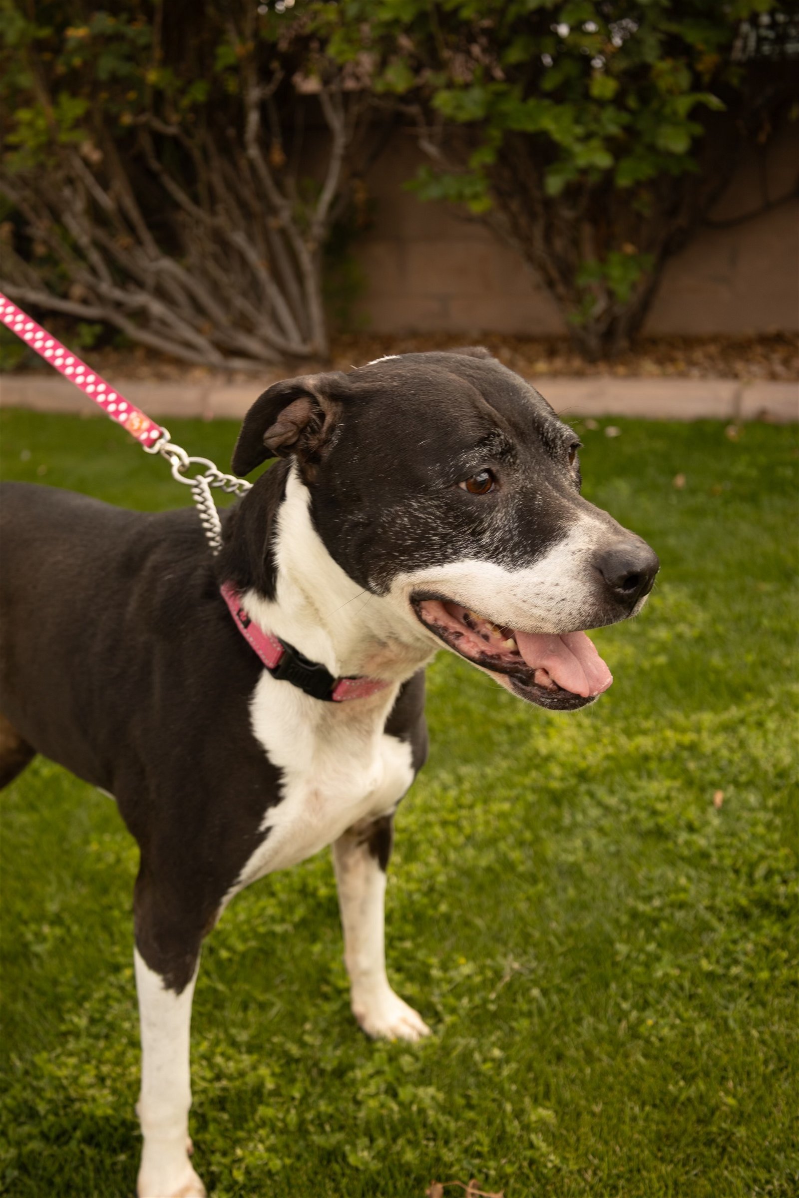 ANNABELLE "Annie", an adoptable Boxer, Pit Bull Terrier in Chandler, AZ, 85249 | Photo Image 2