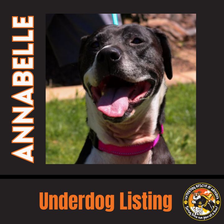 ANNABELLE "Annie", an adoptable Boxer & Pit Bull Terrier Mix in Chandler, AZ_image-3