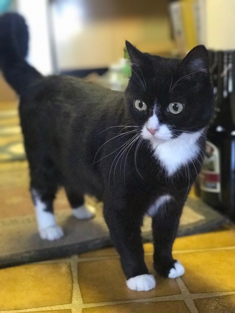 Lucy, an adoptable Domestic Short Hair, Tuxedo in Yucca Valley, CA, 92284 | Photo Image 1