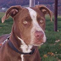 Dog For Adoption Kyrie A Pit Bull Terrier German Shorthaired