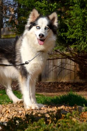 Queen Siberian Husky Dog