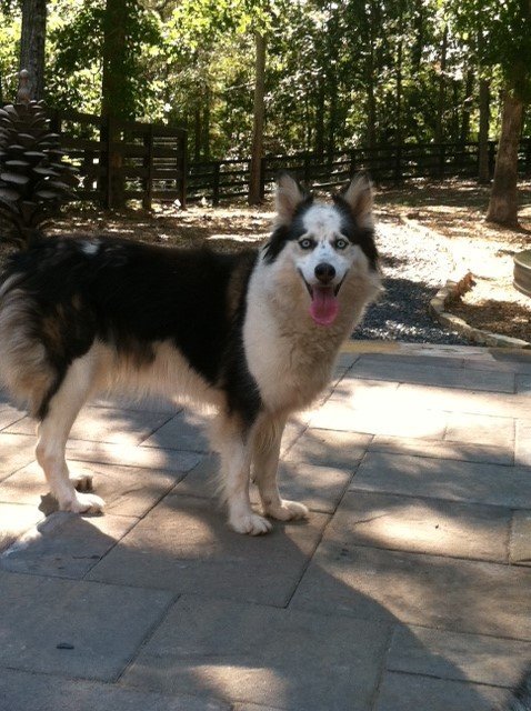 Queen, an adoptable Siberian Husky in Cumming, GA, 30028 | Photo Image 2