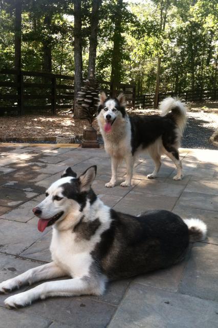 Queen, an adoptable Siberian Husky in Cumming, GA, 30028 | Photo Image 3