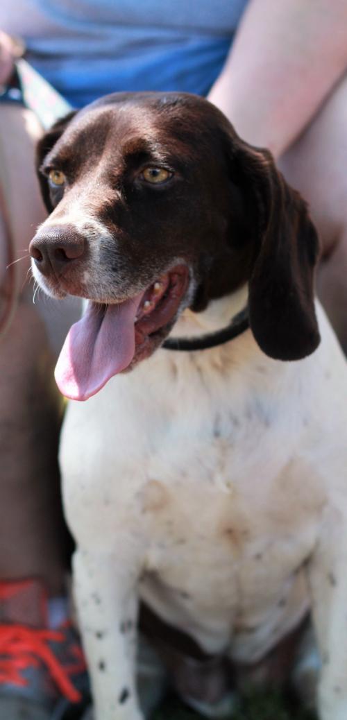 Dog For Adoption Farrah A German Shorthaired Pointer Beagle Mix In Morganville Nj Petfinder