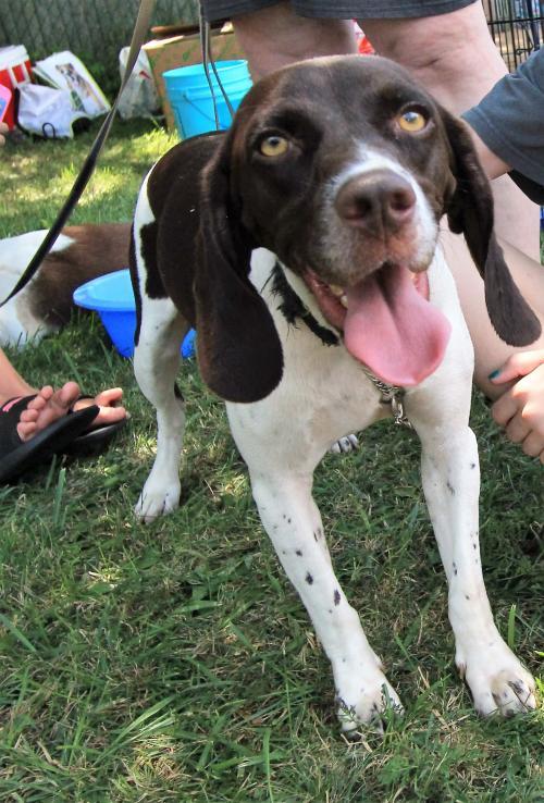 Dog For Adoption Farrah A German Shorthaired Pointer Beagle