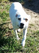 Brandy, an adoptable American Bulldog Mix in Glenwood, GA_image-1