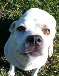 Brandy, an adoptable American Bulldog Mix in Glenwood, GA_image-2