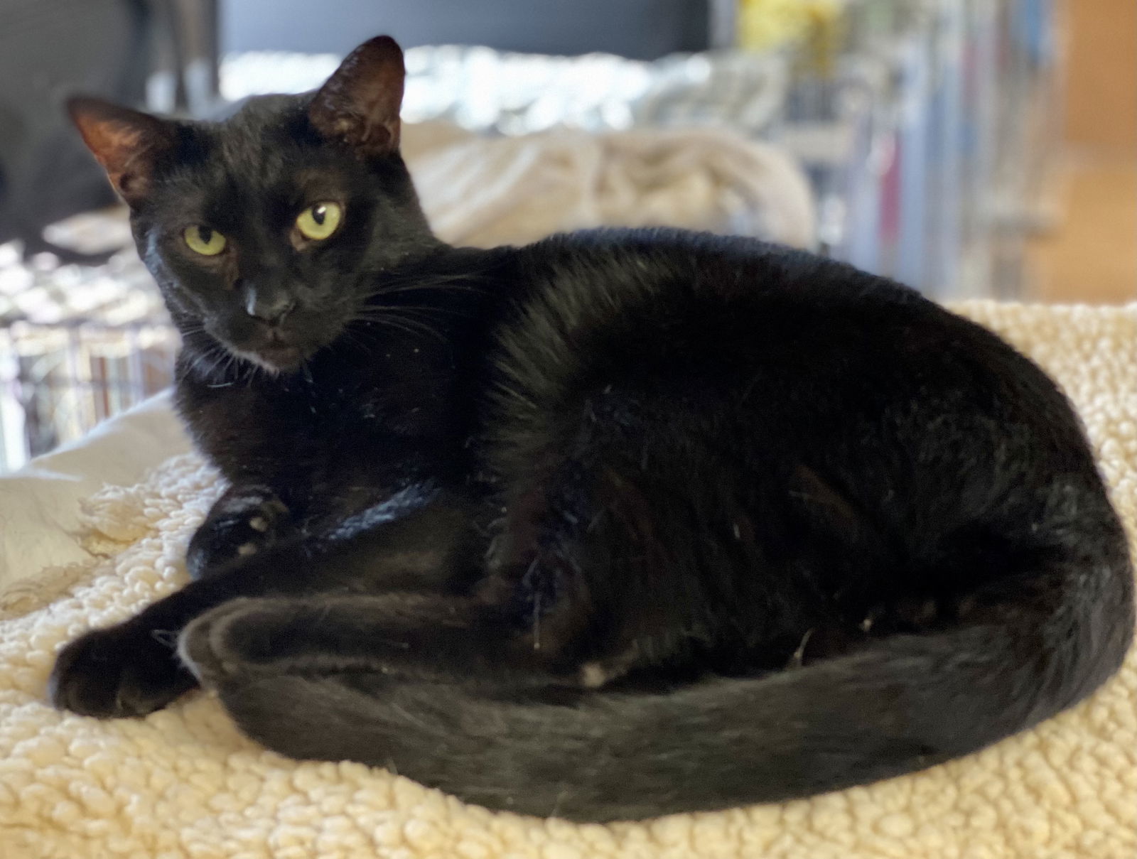 Sweety, an adoptable Domestic Short Hair in Berkeley Springs, WV, 25411 | Photo Image 2