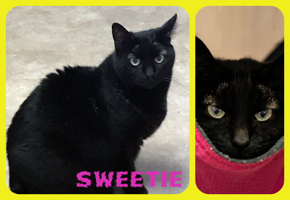 Sweety, an adoptable Domestic Short Hair in Berkeley Springs, WV, 25411 | Photo Image 3