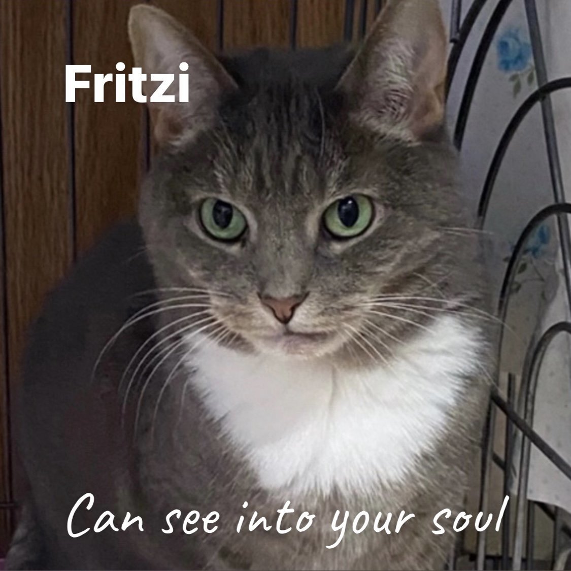 Fritzi, an adoptable Domestic Short Hair in Berkeley Springs, WV, 25411 | Photo Image 1