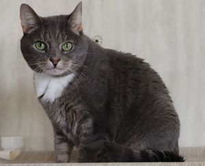 Fritzi, Adult Female unknown