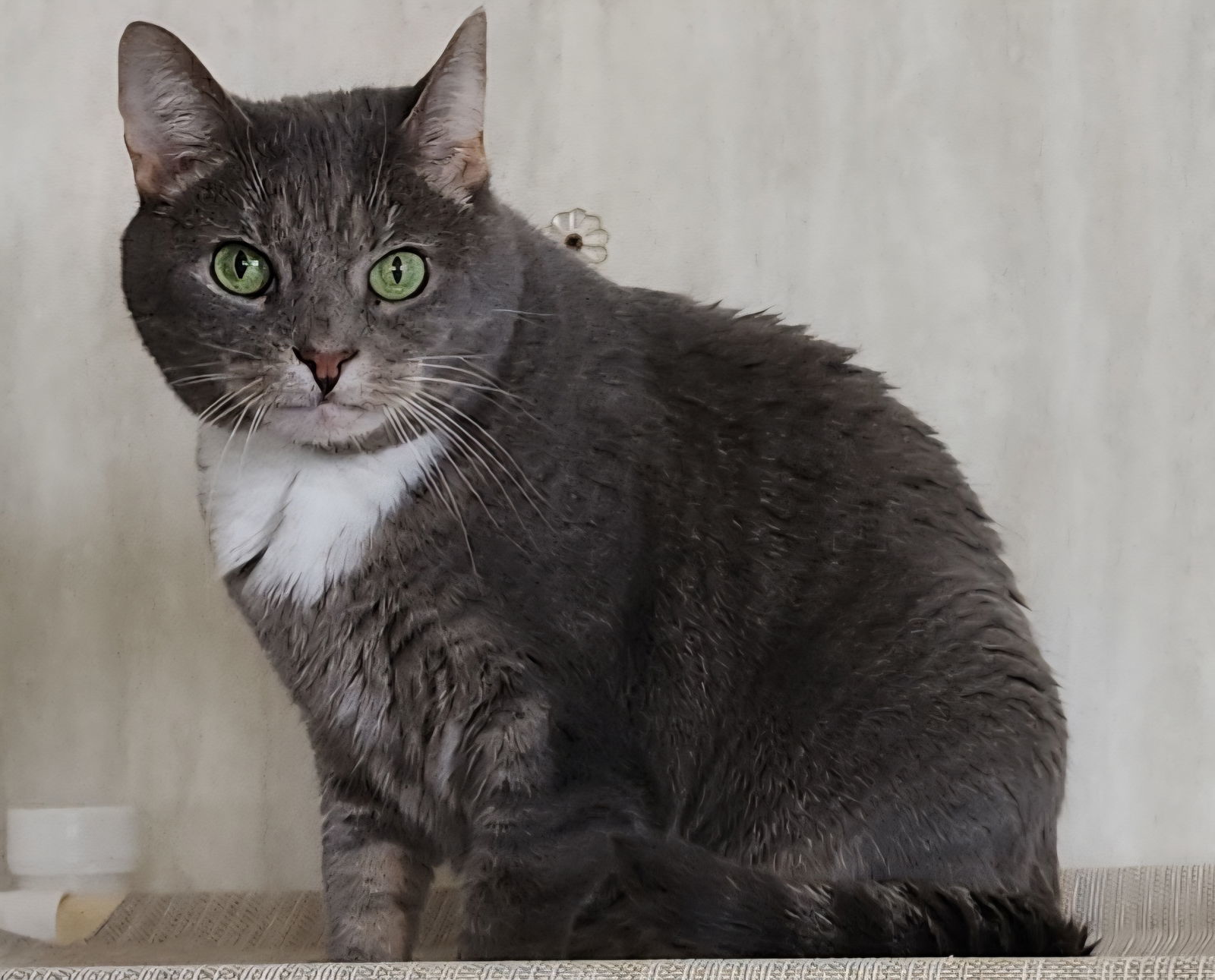 Fritzi, an adoptable Domestic Short Hair in Berkeley Springs, WV, 25411 | Photo Image 1