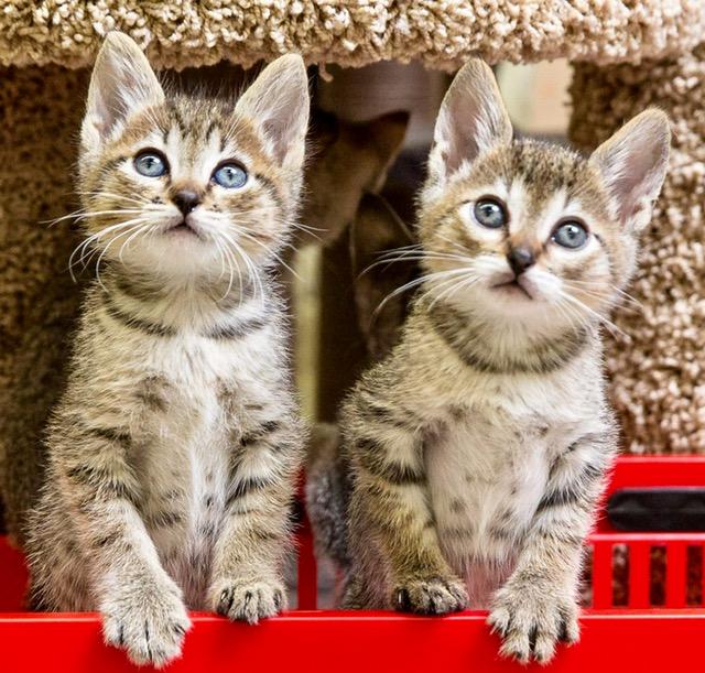 Babs' Kittens