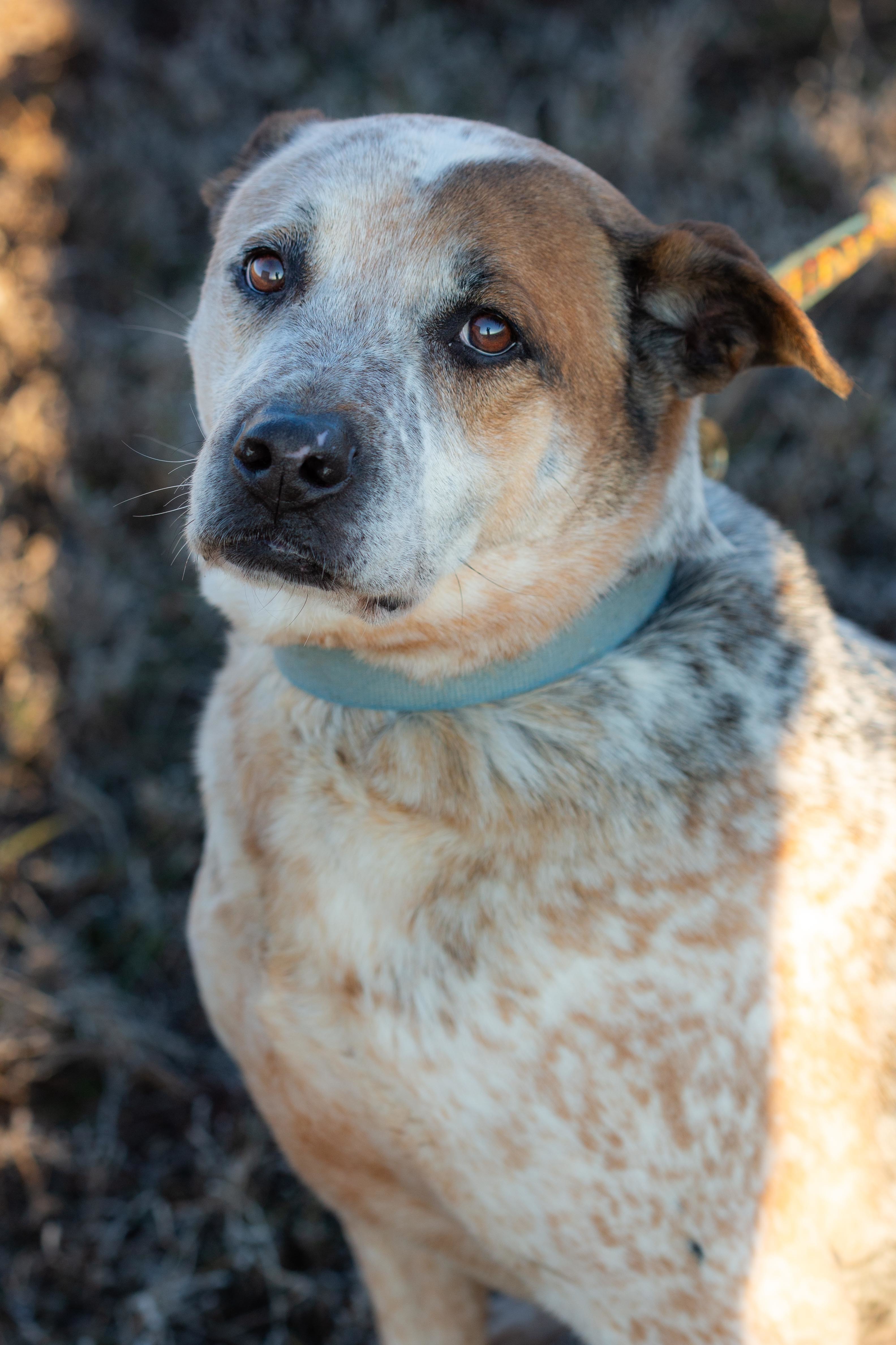 Max, an adoptable Cattle Dog, Labrador Retriever in Millville, UT, 84326 | Photo Image 1