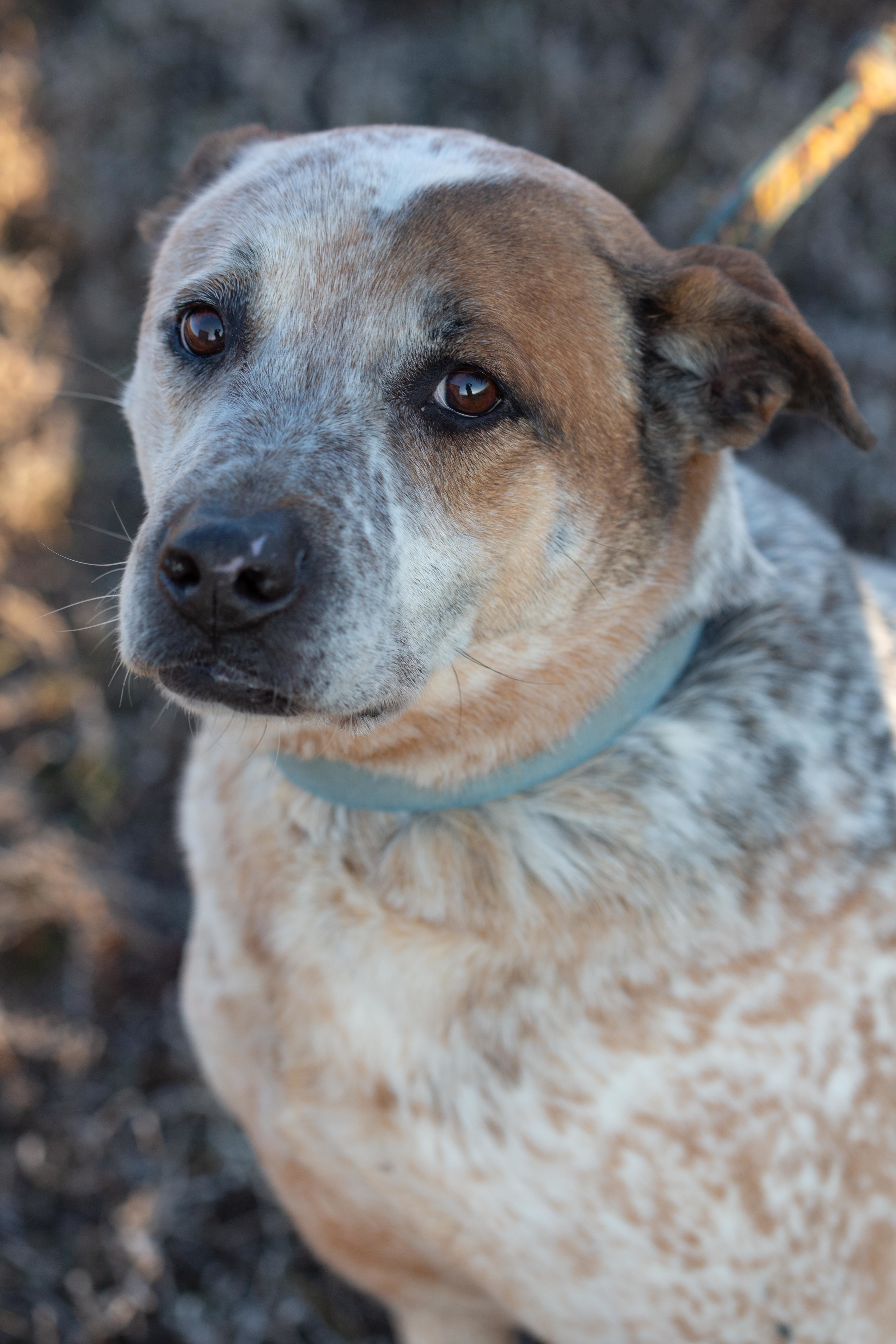 Max, an adoptable Cattle Dog, Labrador Retriever in Millville, UT, 84326 | Photo Image 3