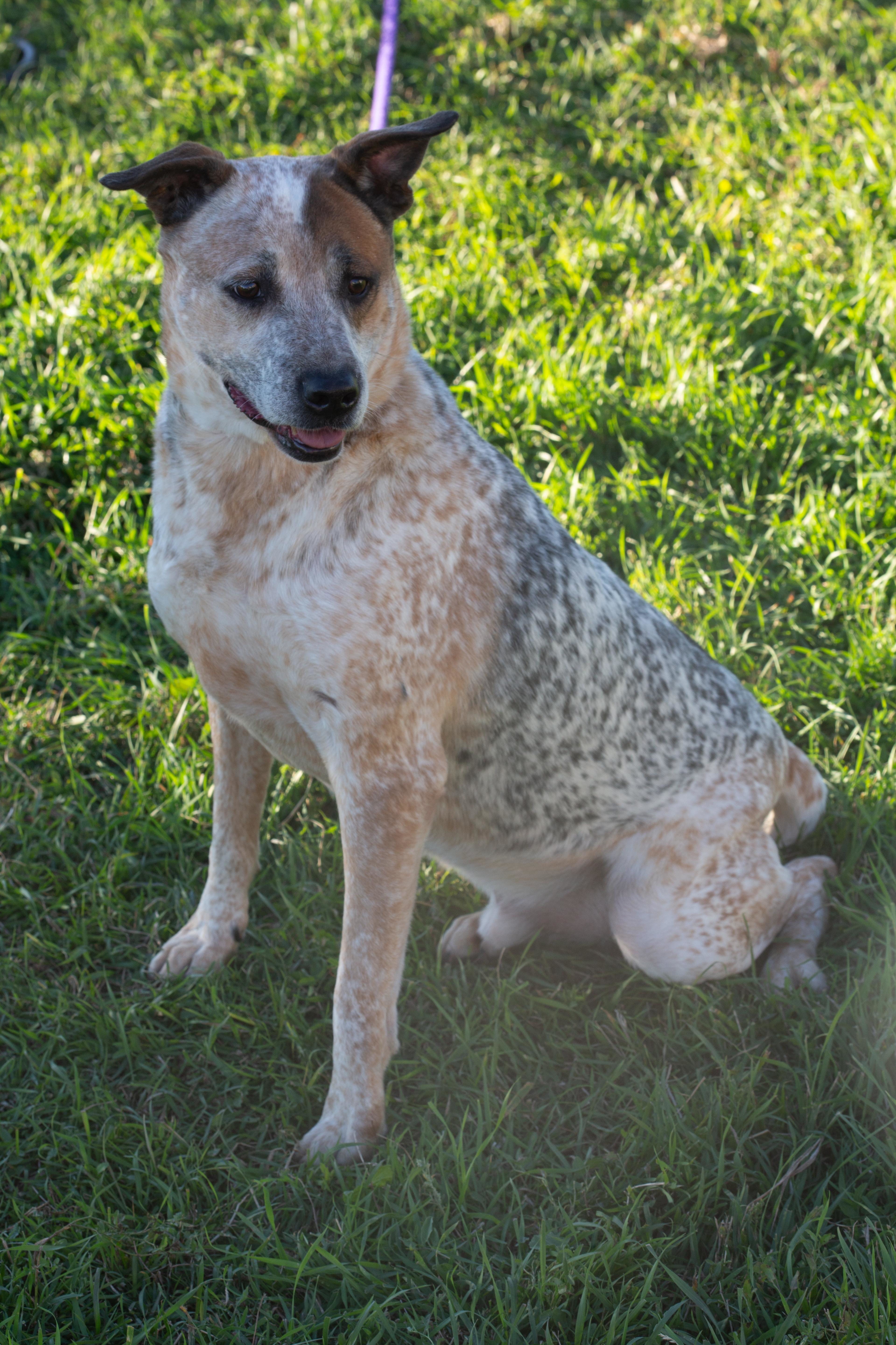 Max, an adoptable Cattle Dog, Labrador Retriever in Millville, UT, 84326 | Photo Image 4
