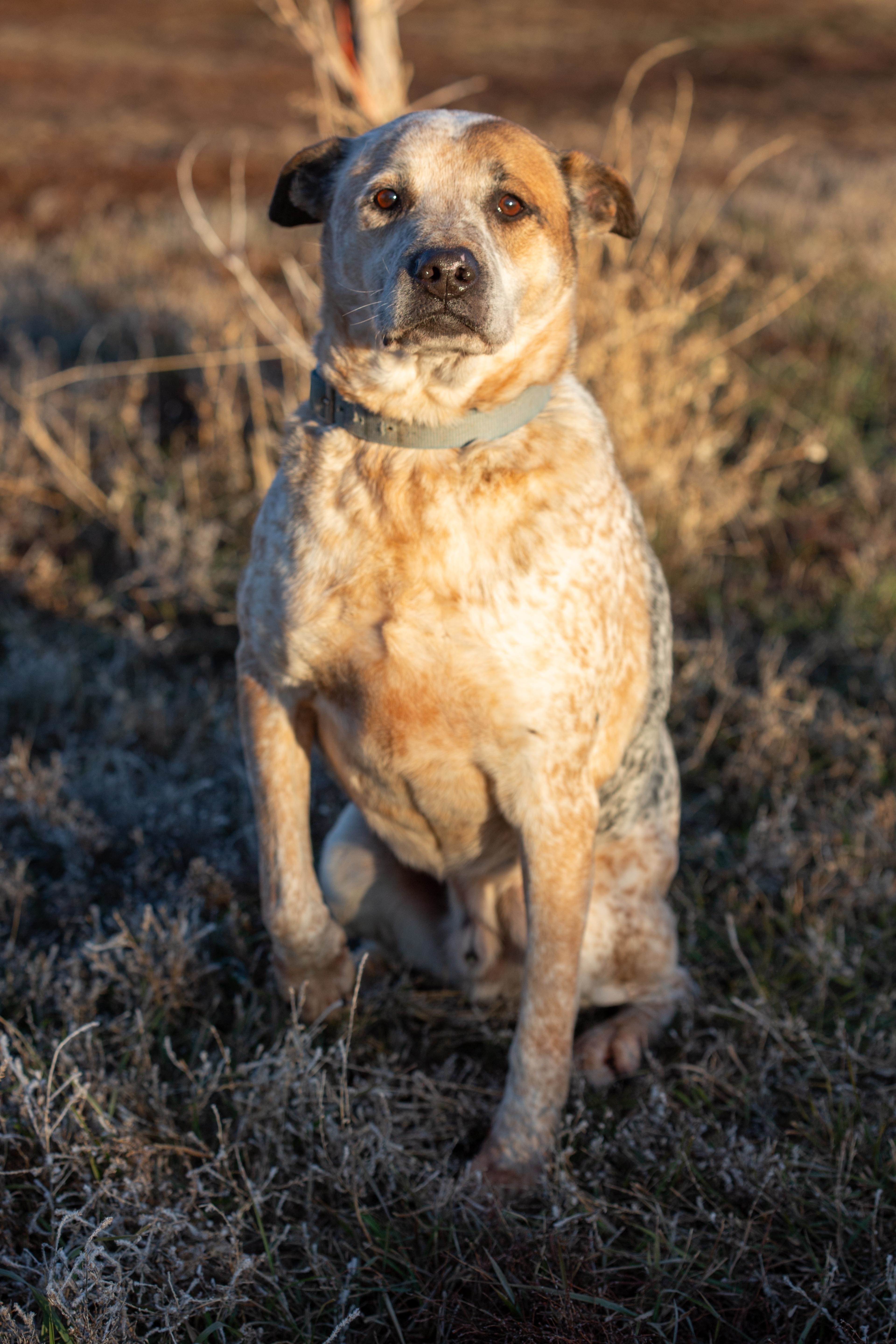 Max, an adoptable Cattle Dog, Labrador Retriever in Millville, UT, 84326 | Photo Image 5