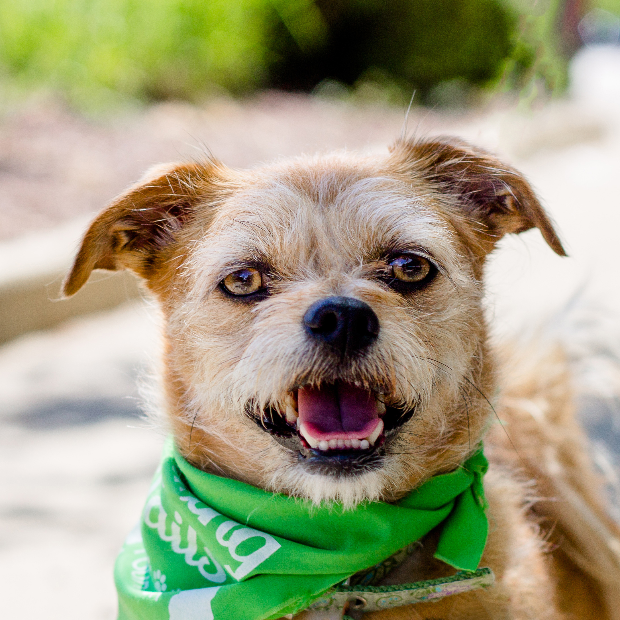 Sophie, an adoptable Terrier in Itasca, IL, 60143 | Photo Image 2