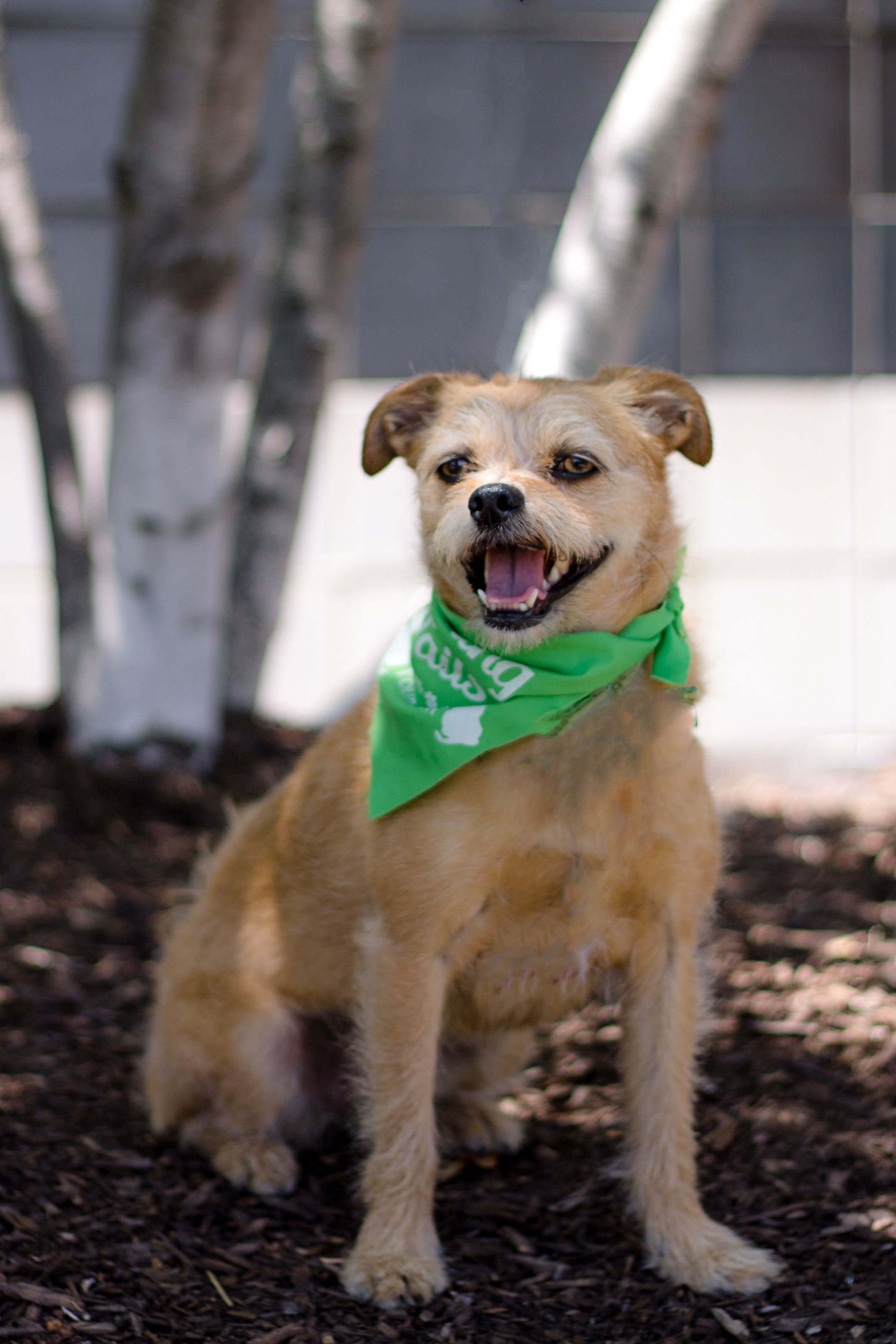 Sophie, an adoptable Terrier in Itasca, IL, 60143 | Photo Image 4