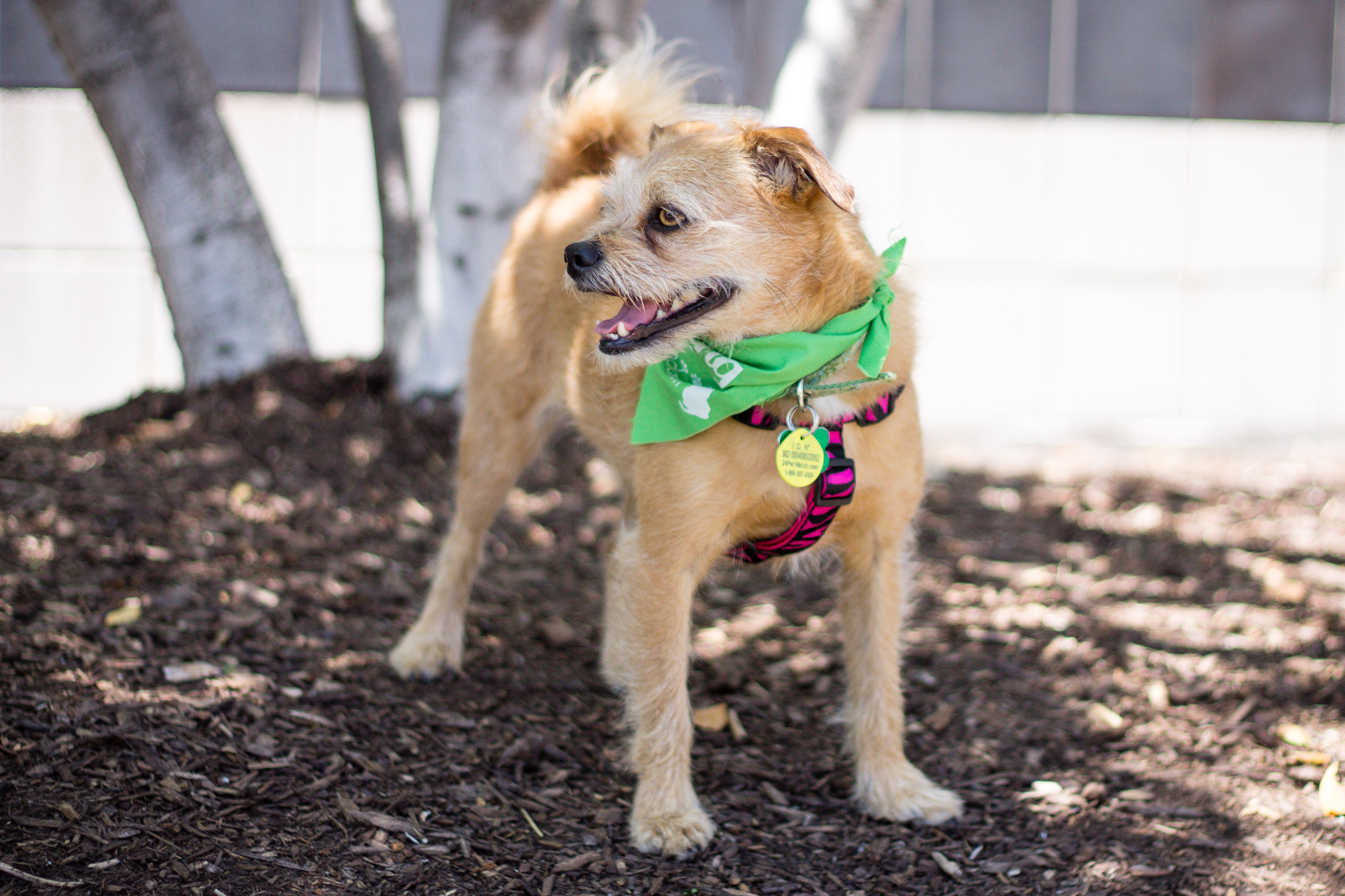 Sophie, an adoptable Terrier in Itasca, IL, 60143 | Photo Image 8