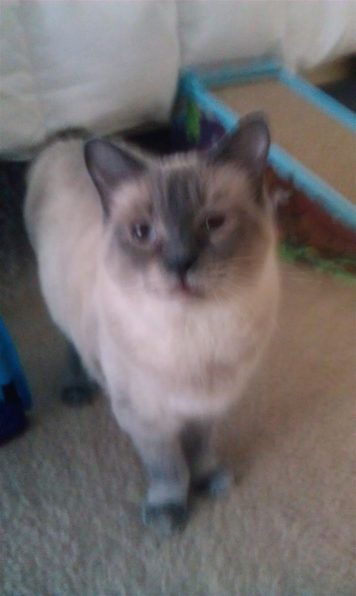 Cat for adoption - Aisling, a Siamese in Austin, TX ...