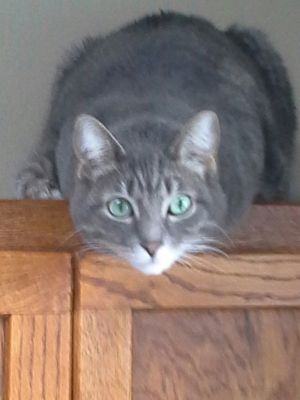 Windy, Senior Female unknown