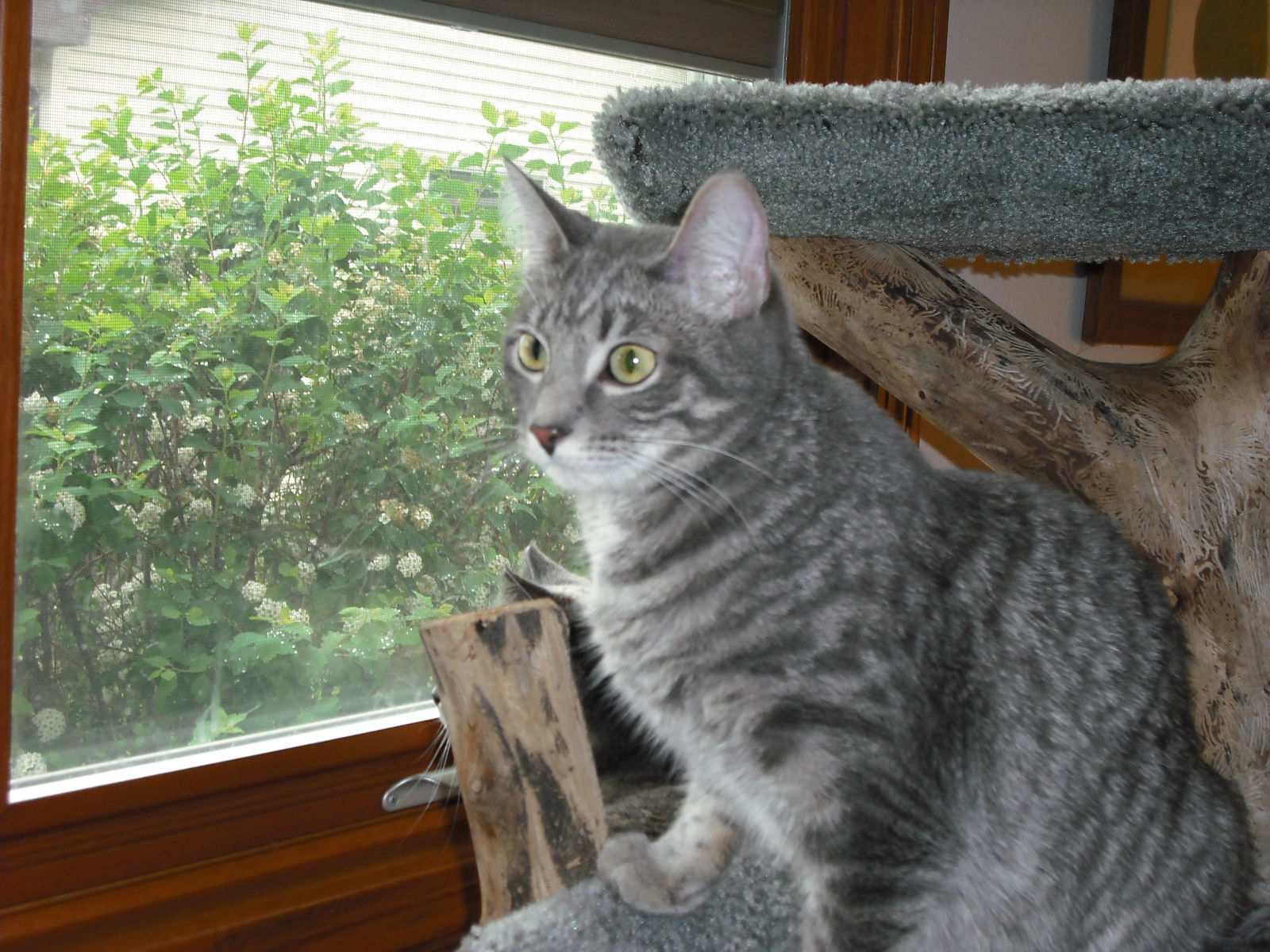 Windy, an adoptable Domestic Short Hair, Tabby in Kohler, WI, 53044 | Photo Image 3