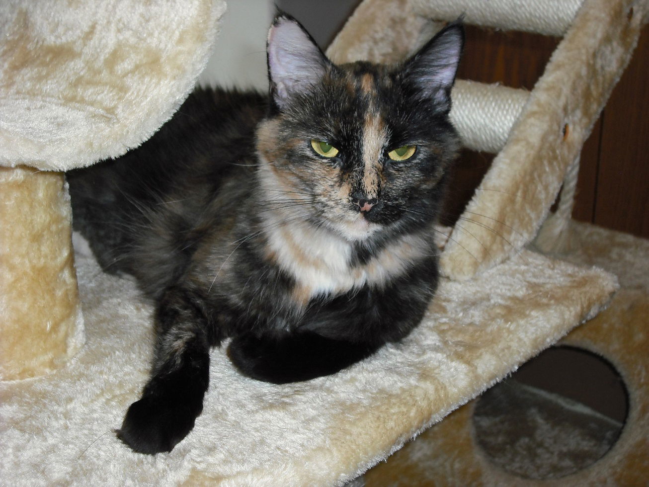 Georgie Girl, an adoptable Domestic Medium Hair, Tortoiseshell in Kohler, WI, 53044 | Photo Image 1