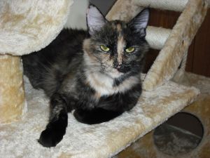 Georgie Girl, Senior Female unknown