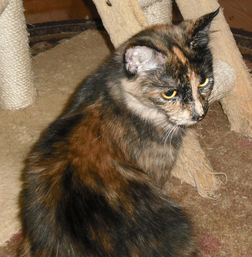 Georgie Girl, an adoptable Domestic Medium Hair, Tortoiseshell in Kohler, WI, 53044 | Photo Image 3