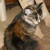 Georgie Girl photo 3