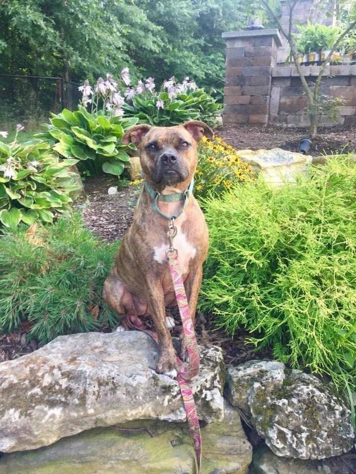 Nala, an adoptable Boxer, Pit Bull Terrier in New York, NY, 10075 | Photo Image 1