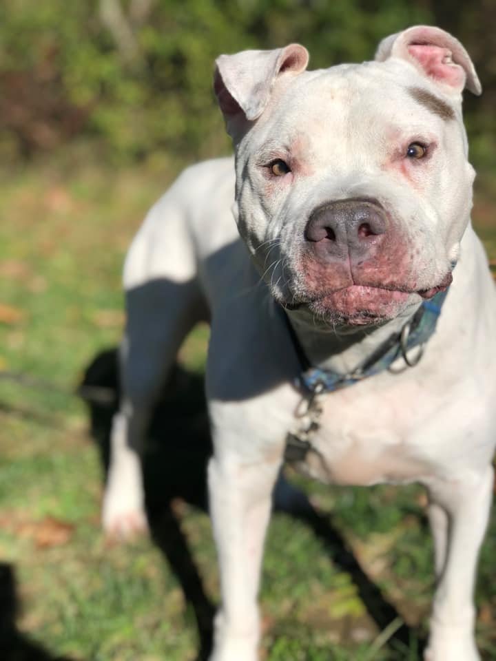 Jeter, an adoptable Pit Bull Terrier in New York, NY, 10075 | Photo Image 1