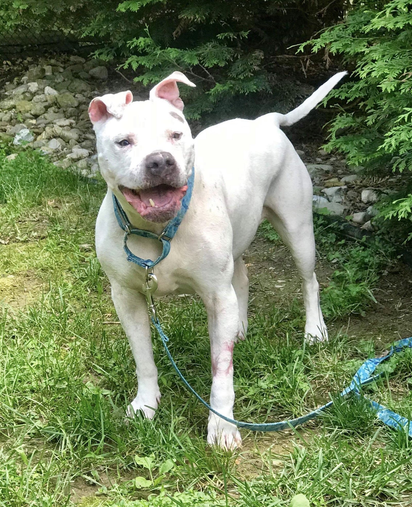 Jeter, an adoptable Pit Bull Terrier in New York, NY, 10075 | Photo Image 2