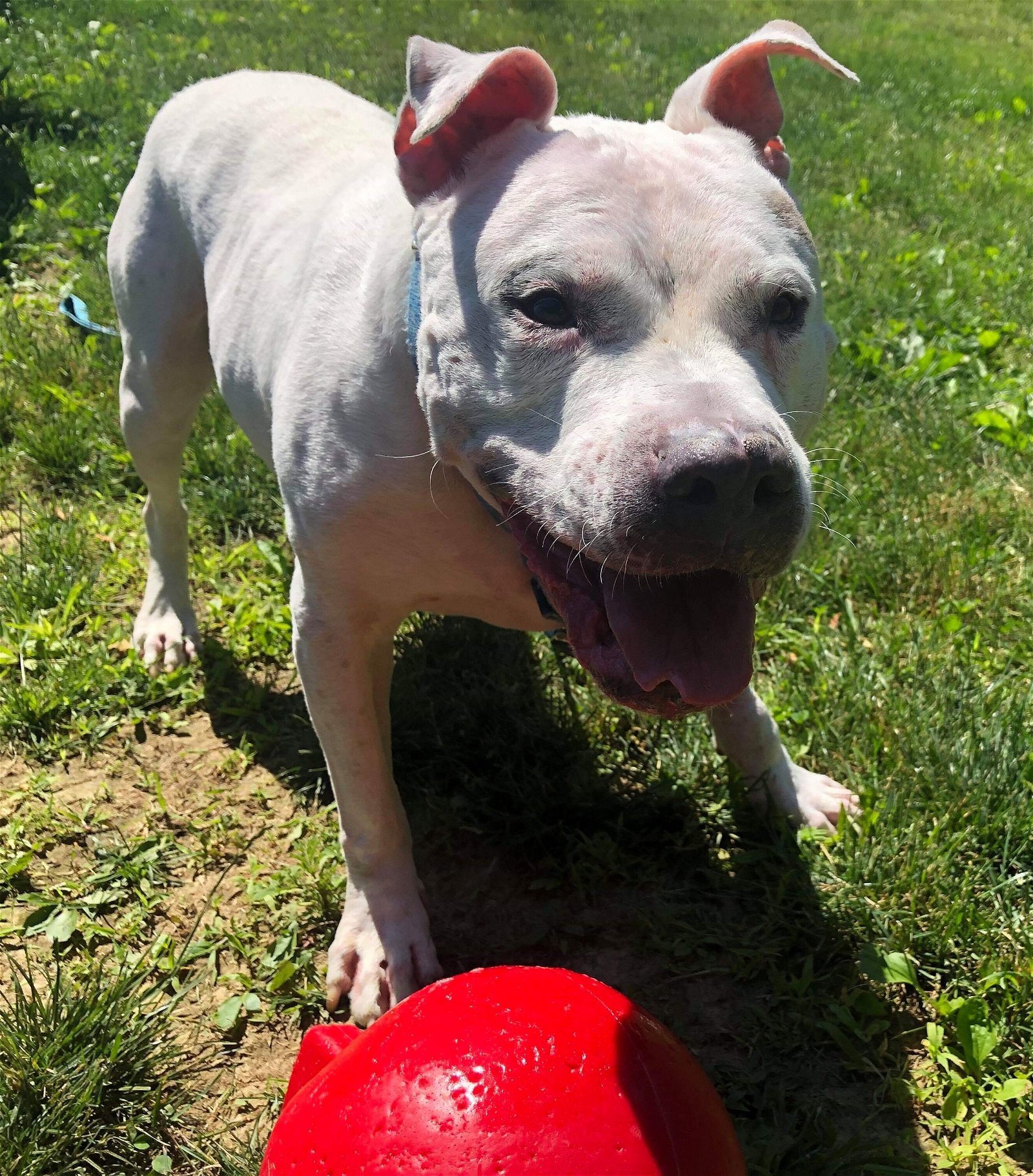 Jeter, an adoptable Pit Bull Terrier in New York, NY, 10075 | Photo Image 3