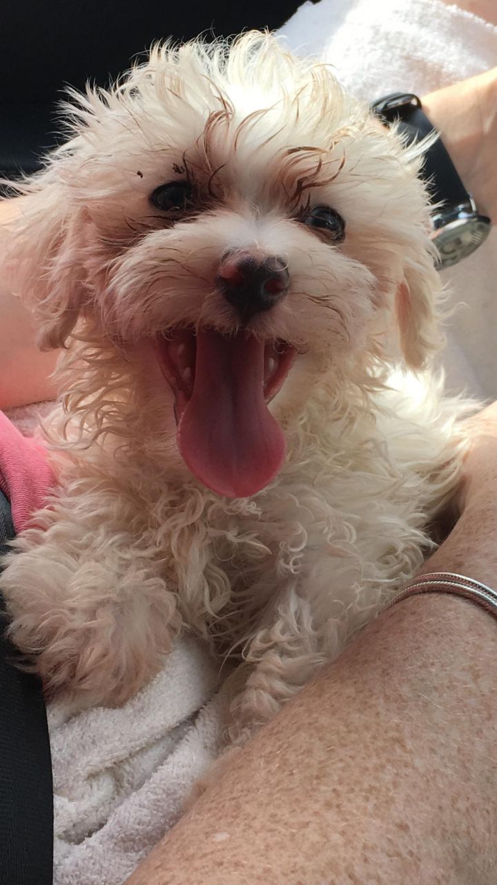 Jethro, an adopted Maltese & Shih Tzu Mix in Cantonment, FL_image-3
