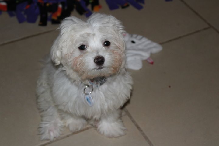 Jethro, an adopted Maltese & Shih Tzu Mix in Cantonment, FL_image-1