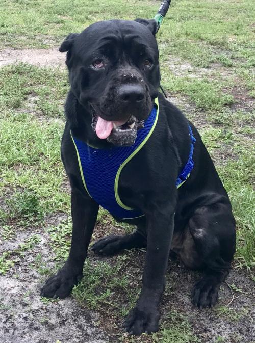 63+ Cane Corso For Adoption In Florida l2sanpiero