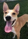 Adopt a Basenji | Dog Breeds | Petfinder