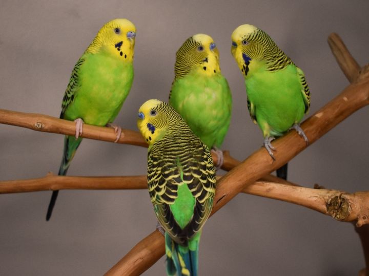 Budgies 2