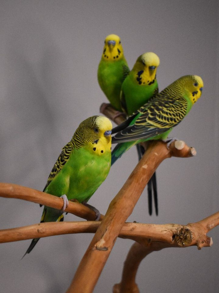 Budgies 2