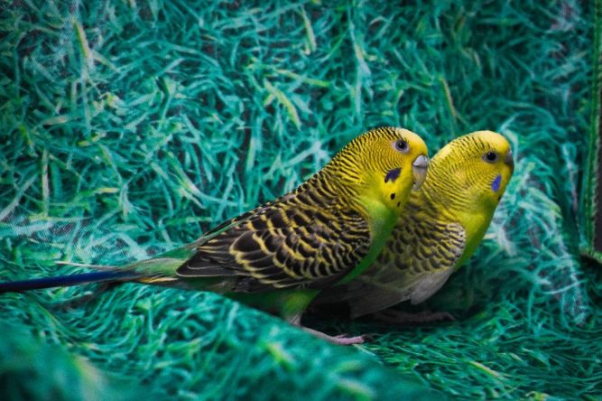 Budgies