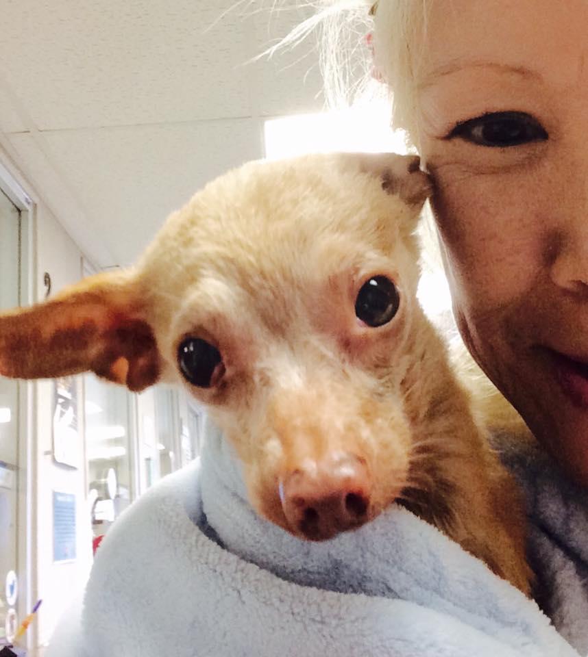 Romeo, an adoptable Chihuahua in Studio City, CA, 91604 | Photo Image 1