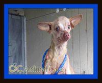 Romeo, an adoptable Chihuahua in Studio City, CA, 91604 | Photo Image 2