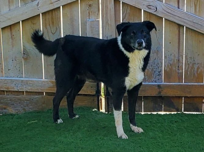 Dog for adoption - Noah, a Border Collie Mix in Highland ...